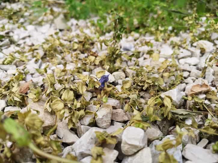 48 heures après la pulvérisation du désherbant bio