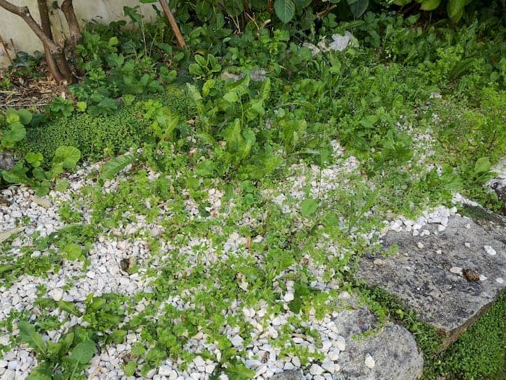 premier jour avant traitement les mauvaises herbes sur l'allée gravillonée