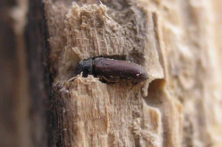contrôler sa charpente et éviter de trouver des insectes dévoreurs de bois